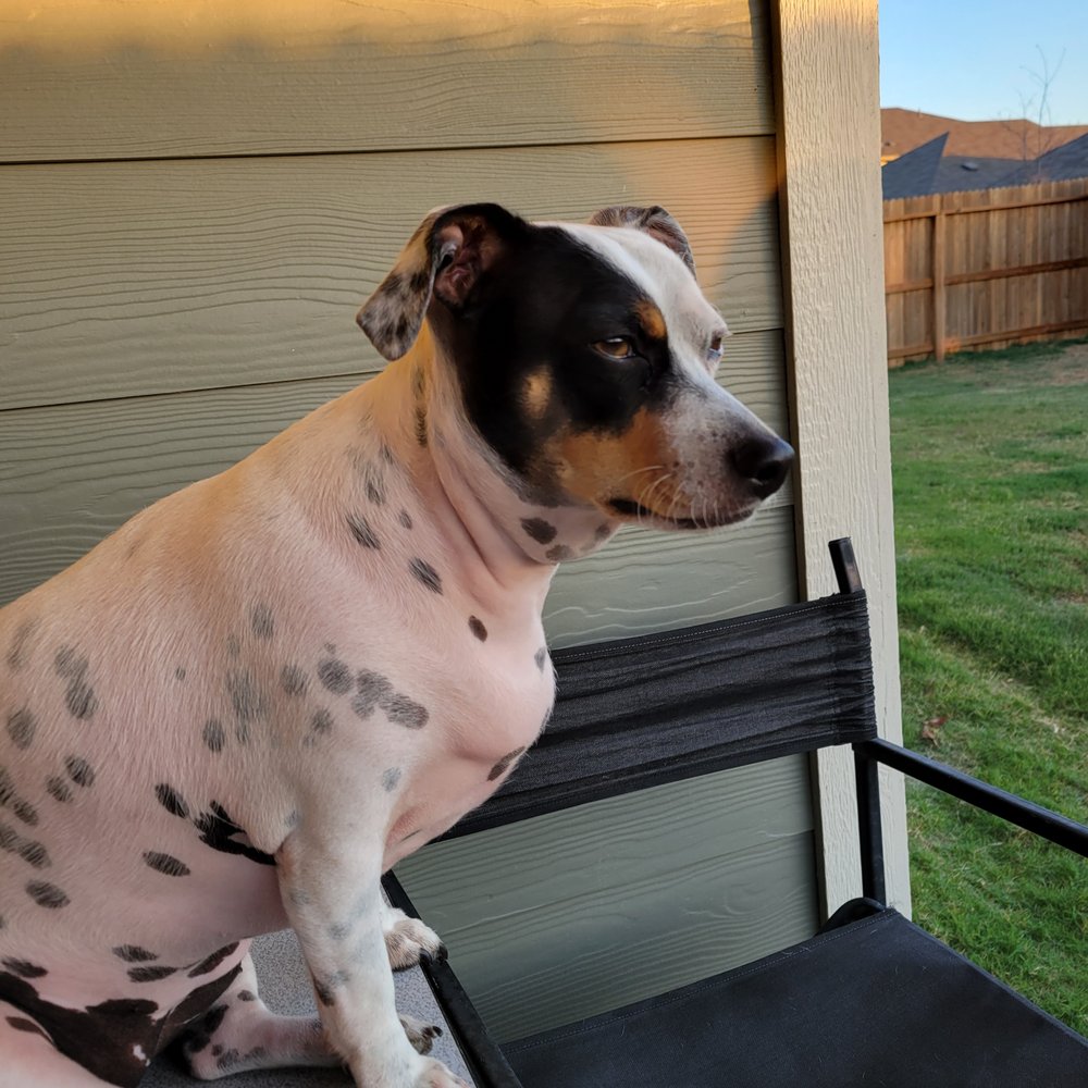 NOAH’S ARK Updated October 2024 16 Reviews 1389 Industrial St