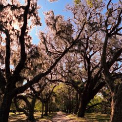 Molly's Old South Tours 