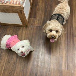 vca gaide animal hospital