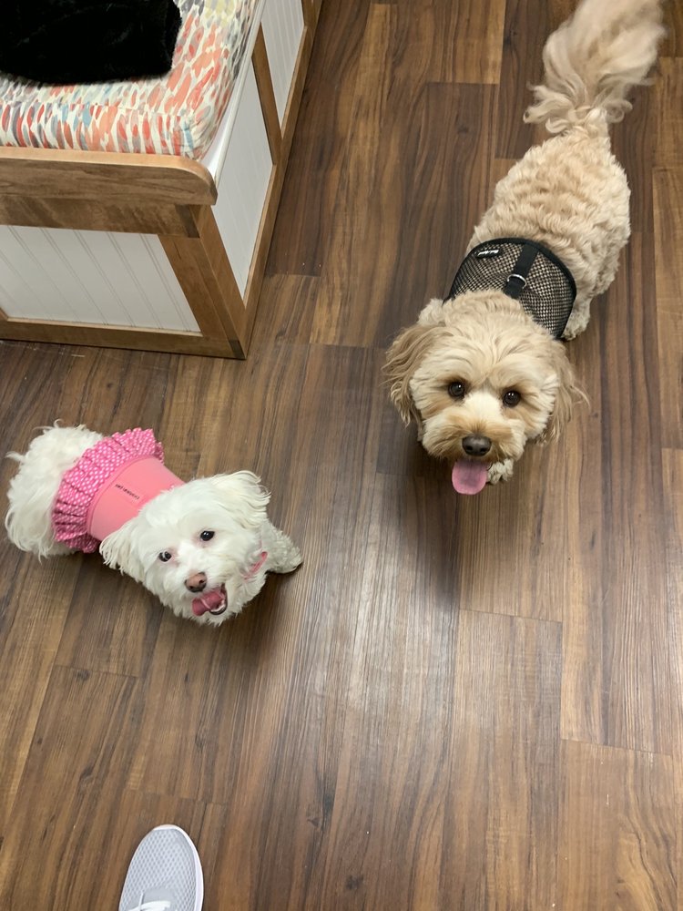 COUNTRY GARDEN VETERINARY CLINIC Updated July 2024 2310 Brooklyn Rd