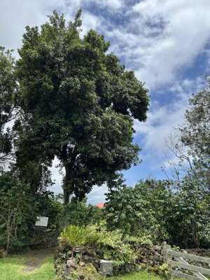 Kona Coffee Living History Farm by null