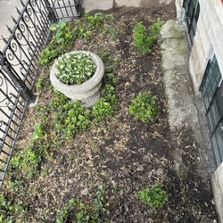 Taylor Made Landscape Design - Before--front garden