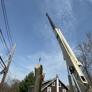 Old Village Tree Service - Tree Services Near Me - Mineola, New York Old Village Tree Service - Tree Services Near Me - Mineola, New York