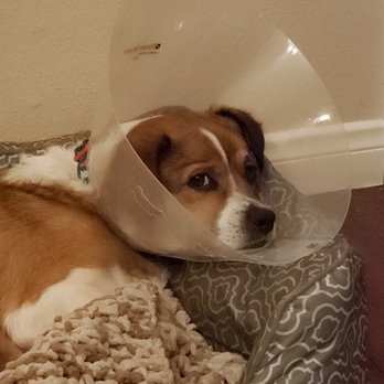 TrueCare for pets - Boshi recovering well after surgery! - Veterinarians Near Me - Studio City, California TrueCare for pets - Boshi recovering well after surgery! - Veterinarians Near Me - Studio City, California