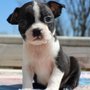 Photo of Perfect Puppies 4 You