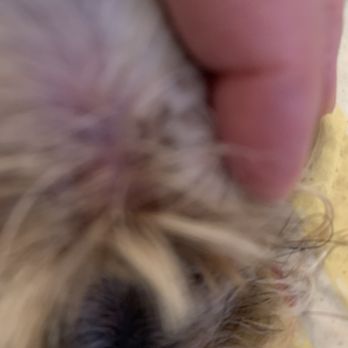 Dazzle Dog Grooming Spa - This is where she nicked his forehead. I felt it but could not really see it. I just felt the scab around it until today when... - Pet Groomers Near Me - Tulsa, Oklahoma
