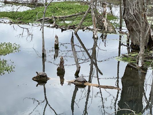 Discovery Center at Murfree Spring by null