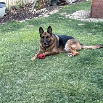 Four Paws Pet Hotel - Mutig - Pet Groomers Near Me - Los Banos, California Four Paws Pet Hotel - Mutig - Pet Groomers Near Me - Los Banos, California