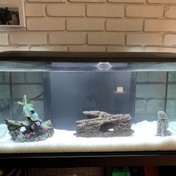 Connies Pond and Koi - Fluval 32 gallon freshwater tank - Local Fish Stores Near Me - Castro Valley, California