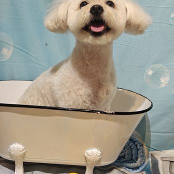 Muddy Paws Grooming - Pet Groomers Near Me - Tracy, California Muddy Paws Grooming - Pet Groomers Near Me - Tracy, California