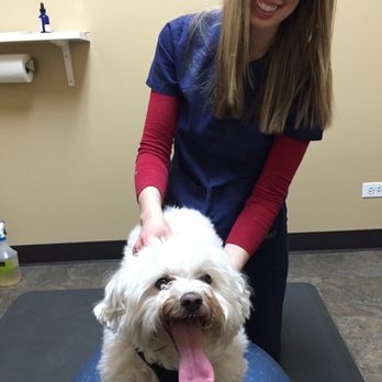 Vitality Chiropractic Center - Dr. Erin putting Bruno through his PT, after she adjusted him. - Chiropractors Near Me - Aurora, Illinois Vitality Chiropractic Center - Dr. Erin putting Bruno through his PT, after she adjusted him. - Chiropractors Near Me - Aurora, Illinois