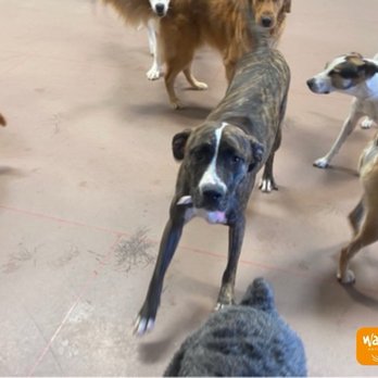 Wag Hotels - Oakland - Jam loves the daycare party :) - Pet Sitting Near Me - Oakland, California Wag Hotels - Oakland - Jam loves the daycare party :) - Pet Sitting Near Me - Oakland, California