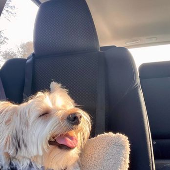 Paw Spa - All smiles on the way home - Pet Groomers Near Me - Elk Grove, California Paw Spa - All smiles on the way home - Pet Groomers Near Me - Elk Grove, California