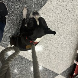 Patch freaked out from a dog that the owner couldn't control. Owner was to busy thinking she was a bad ass to control her mutt Patch freaked out from a dog that the owner couldn't control. Owner was to busy thinking she was a bad ass to control her mutt