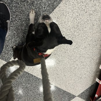 Petco - Patch freaked out from a dog that the owner couldn't control. Owner was to busy thinking she was a bad ass to control her mutt - Pet Stores Near Me - Camarillo, California Petco - Patch freaked out from a dog that the owner couldn't control. Owner was to busy thinking she was a bad ass to control her mutt - Pet Stores Near Me - Camarillo, California