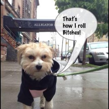 Brooklyn Bitches - Dog Walkers Near Me