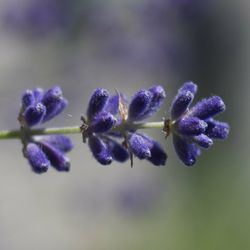 Seafoam Lavender