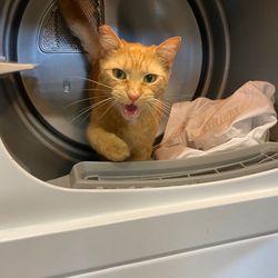 Safe Harbor Thrift Shop - Thrift Shop kitty