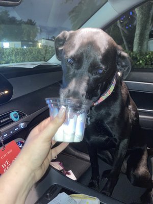Dairy Queen by null