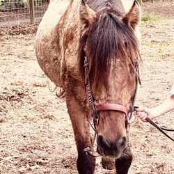 Horse Rides of Pensacola - Spartacus (the best boy)