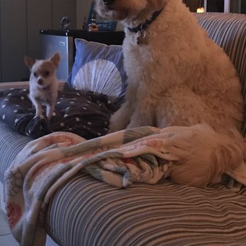 American Goldendoodle - Pet Breeders Near Me