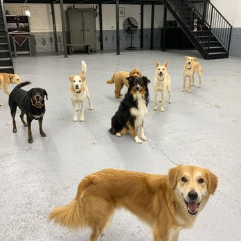 Acme Dog Run - Pet Boarding Near Me - Brooklyn, New York