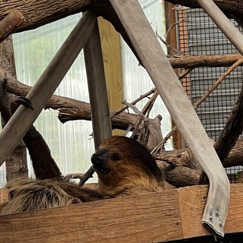 Tennessee Safari Park - Sloth - Parks Near Me - Alamo, Tennessee