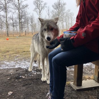 Yamnuska Wolfdog Sanctuary - Tours Near Me - Cochrane, Alberta Yamnuska Wolfdog Sanctuary - Tours Near Me - Cochrane, Alberta