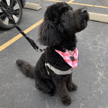 Gimmie A Bark - Pet Groomers Near Me - Friendswood, Texas