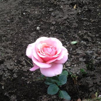 James P Kelleher Rose Garden - Parks Near Me - Boston, Massachusetts