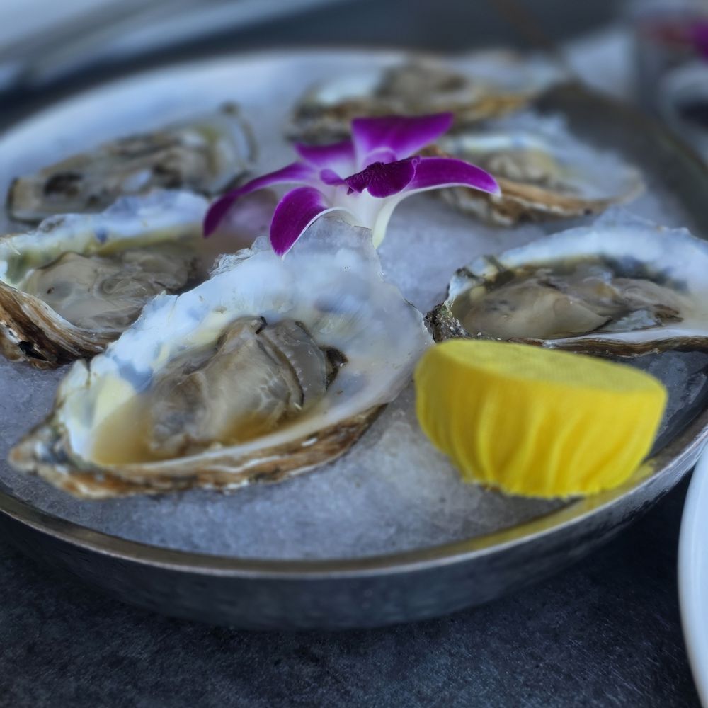 Fins At Sharky's - Raw Oysters - Steakhouses Near Me - Venice, Florida Fins At Sharky's - Raw Oysters - Steakhouses Near Me - Venice, Florida