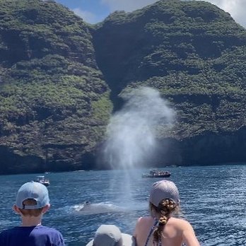 Taylor Made Travel - Whale watching on the Nā Pali Coast - Travel Agents Near Me Taylor Made Travel - Whale watching on the Nā Pali Coast - Travel Agents Near Me