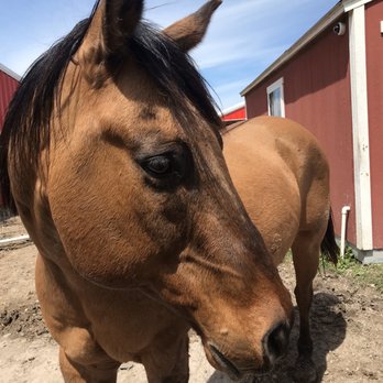 GoldStar Stables - Carlos - Horseback Riding Near Me - Farmersville, Texas GoldStar Stables - Carlos - Horseback Riding Near Me - Farmersville, Texas