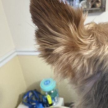 Joyful Grooming - Pet Groomers Near Me - Exeter, Rhode Island