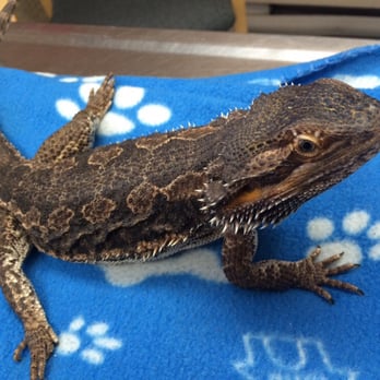 Moncton Animal Hospital - Bearded Dragons are regular patients at the Moncton Animal Clinic - Veterinarians Near Me - Moncton, New Brunswick Moncton Animal Hospital - Bearded Dragons are regular patients at the Moncton Animal Clinic - Veterinarians Near Me - Moncton, New Brunswick