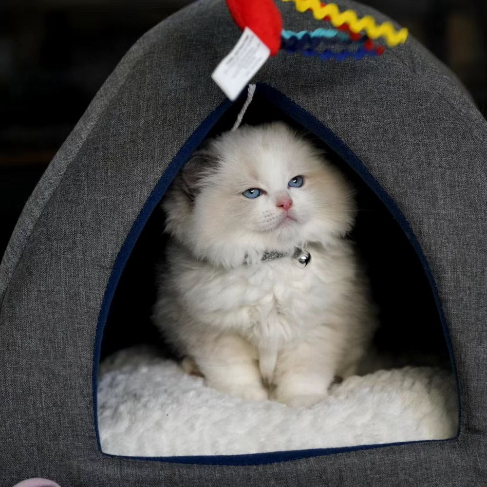 Ragdolljjsweeti - Pet Breeders Near Me Ragdolljjsweeti - Pet Breeders Near Me