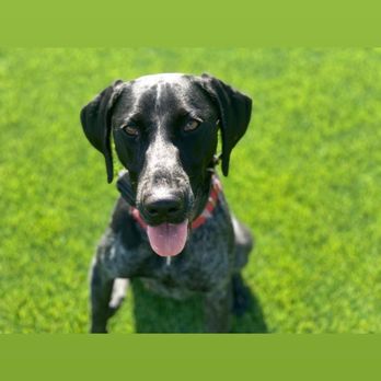 AmericanK9 - Pet Training Near Me - Davidsonville, Maryland