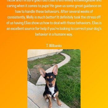 Canine Perspectives - Dog Walkers Near Me
