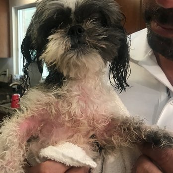 Friendly Paws Pet Resort - Remy not being able to open his eyes with an entire chest and legs red from the yeast infection. - Pet Sitting Near Me - McKees Rocks, Pennsylvania