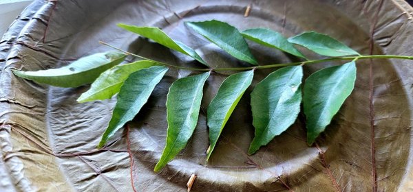 Banana Leaf by null