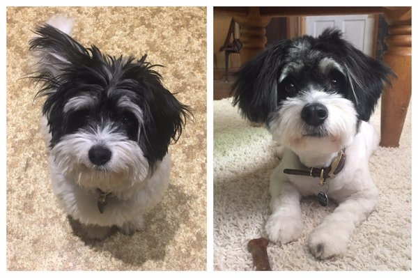 Furside East Atlanta Pet Grooming by null