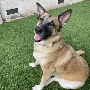 Jamacha Pet Vets - Our happy Dog - Veterinarians Near Me - Santee, California