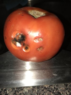 Perkins Orchard by null