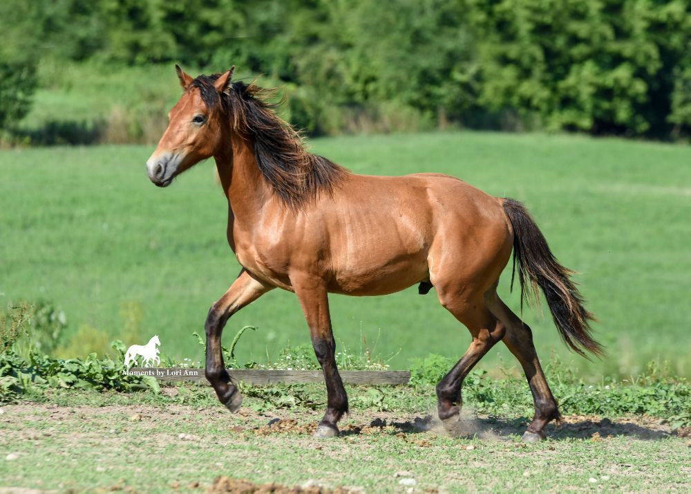 Laytons RVF - equestrian in Hopkins, MI