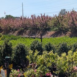 Huntsville Wholesale Nursery