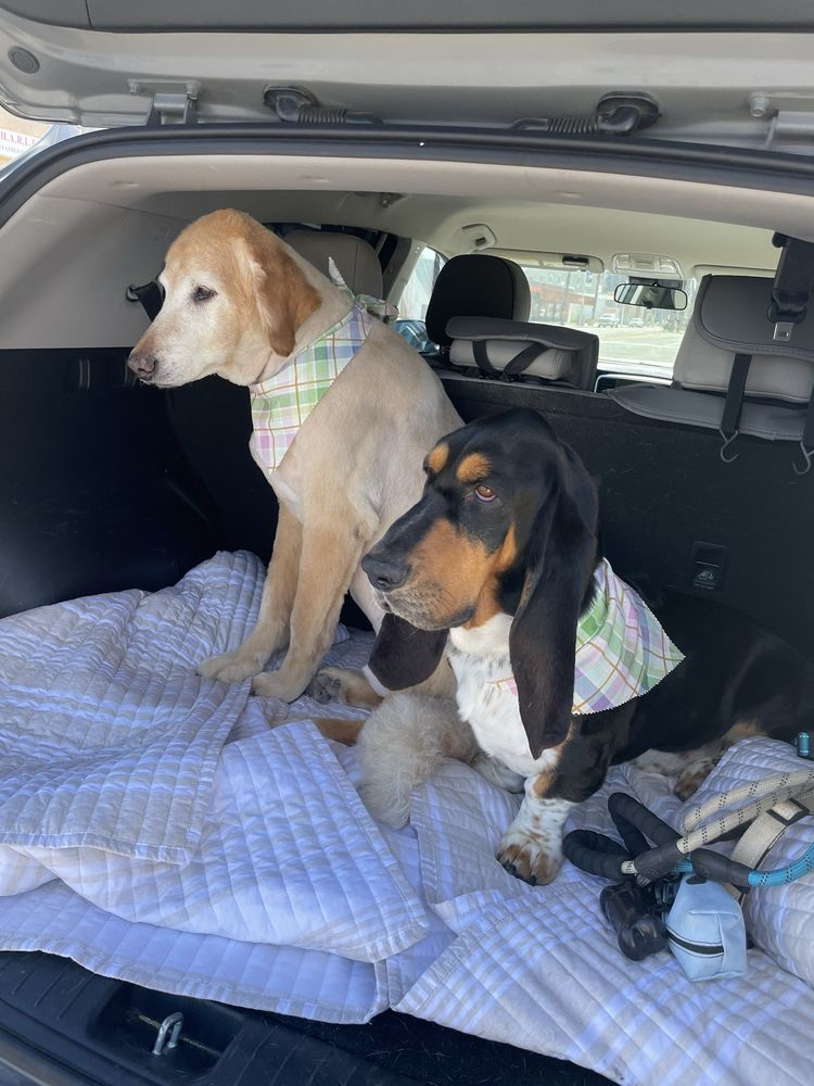 PUPPY PAWS GROOMING Updated July 2024 44967 Oasis St, Indio