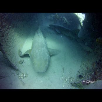 Deep Obsession Charters - Scuba Diving Near Me - Lake Park, Florida Deep Obsession Charters - Scuba Diving Near Me - Lake Park, Florida
