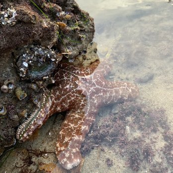 Point Dume State Beach - Starfish! - Beaches Near Me - Malibu, California Point Dume State Beach - Starfish! - Beaches Near Me - Malibu, California