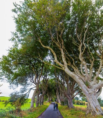 The Dark Hedges by null
