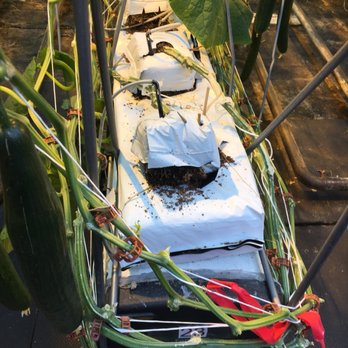 Les Fermes Lufa - a row of cucumbers in a greenhouse - Fruits & Veggies Near Me - Montreal, Quebec